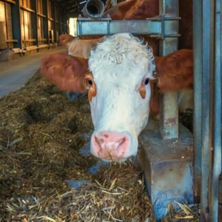 Chelated Mineral Mixture for Dairy Cattle